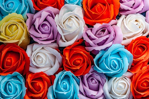 Colorful Roses in Close-up Photography