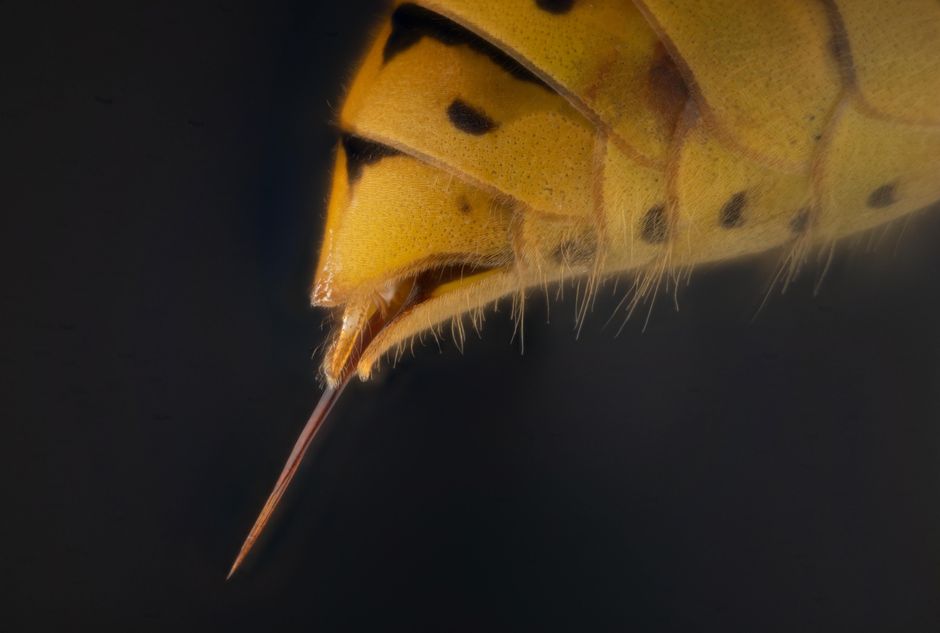 Detailed macro shot of a caterpillar's stinger against a black background.