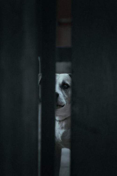 Free stock photo of barking, depth, dog
