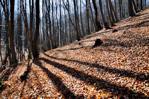 

A Forest with Fallen Leaves on the Ground