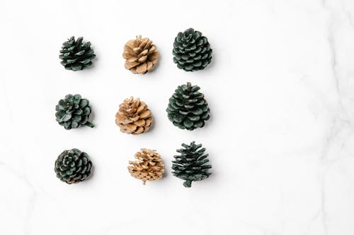 Top view of different natural dry pine cones in rows on smooth marble surface