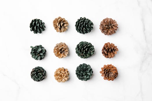 Assorted pine cones arranged neatly on a white marble surface in a grid pattern.