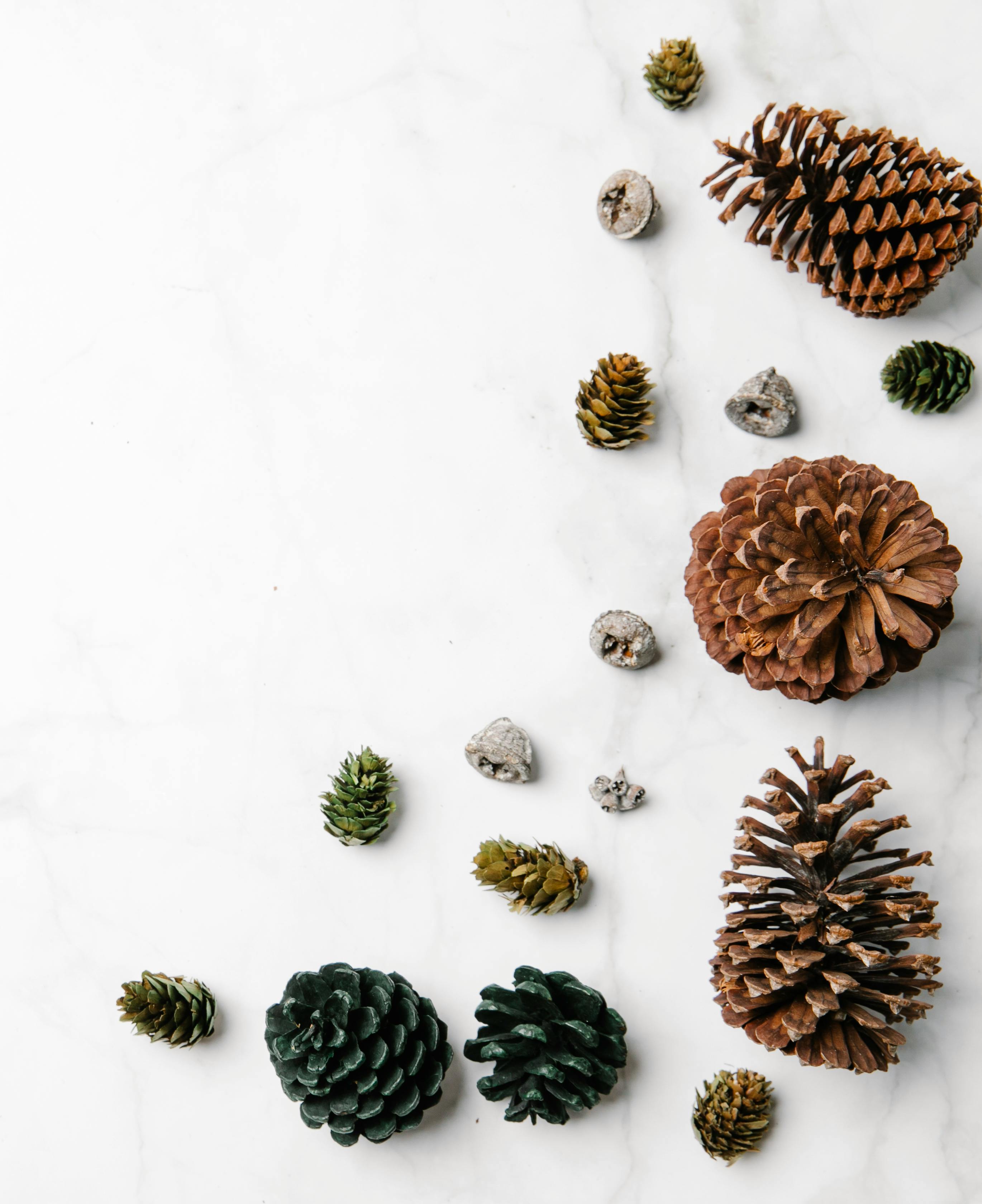 collection of natural pine cones on white background