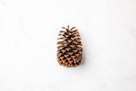 Overhead view of large sized coniferous tree cone with spiky edges on white surface