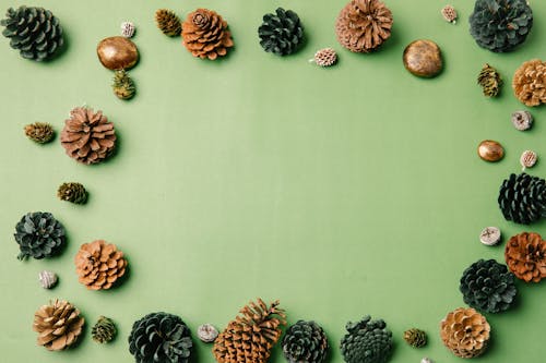 Top view of assorted coniferous tree cones with dry uneven surface and rounded scales forming frame