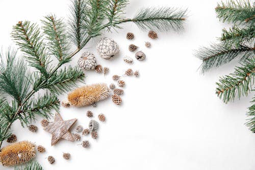 Δωρεάν στοκ φωτογραφιών με copy space, flatlay, pinaceae