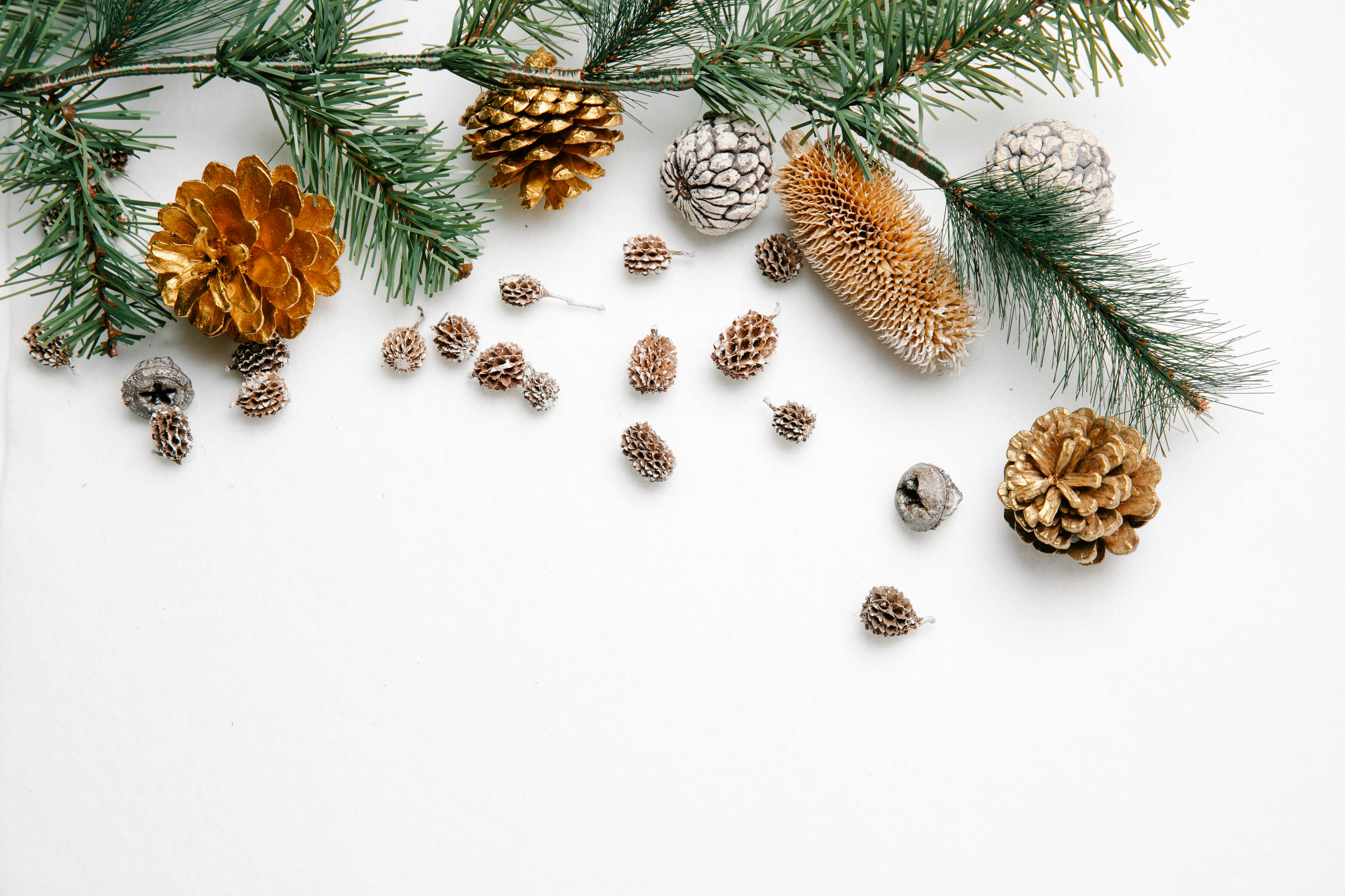 How to Properly Put on a Plastic Dog Cone A StepbyStep Guide