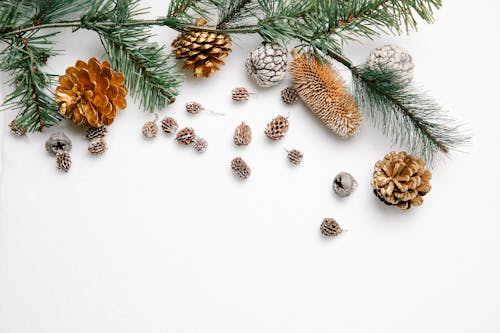 Spruce tree branch near cones on white background