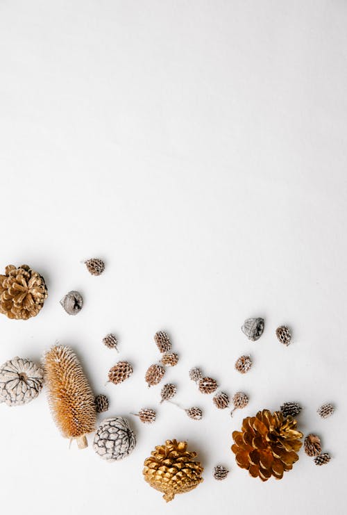 Overhead view of different natural brown and gray coniferous tree cones with curved edges near screw shaped plants