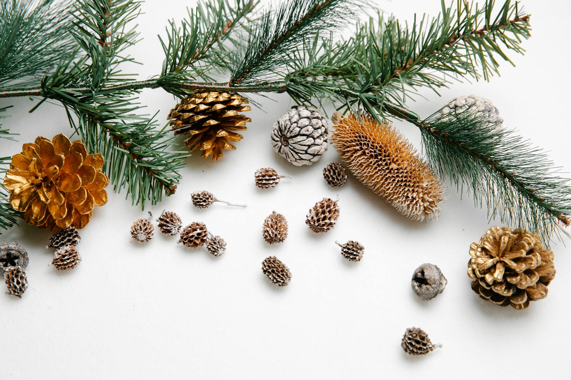 Collection of pine and spruce cones on white background