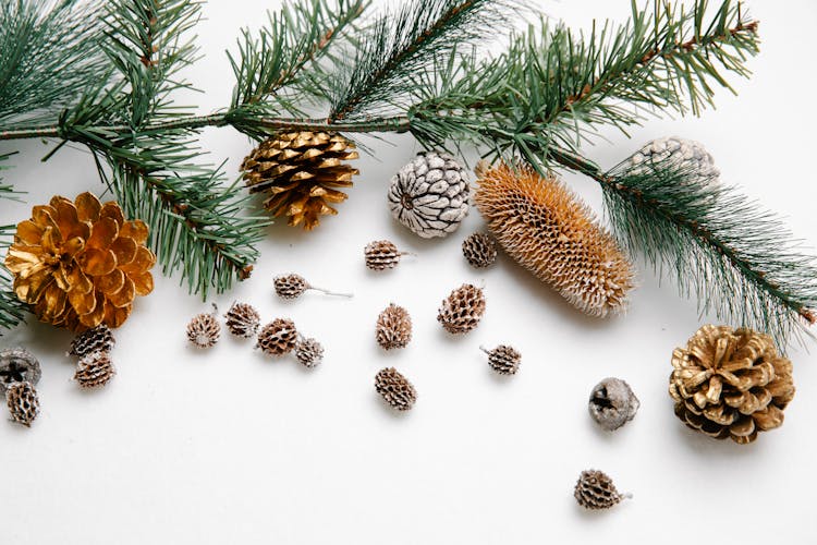 Collection Of Pine And Spruce Cones On White Background