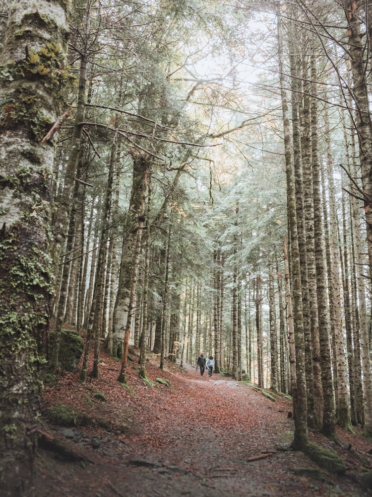 Distant Hikers Walking In Lush Forest