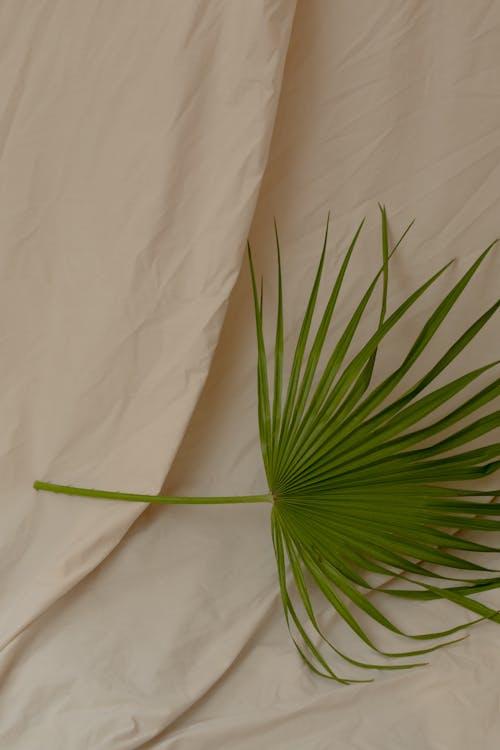 Green Plant on White Textile