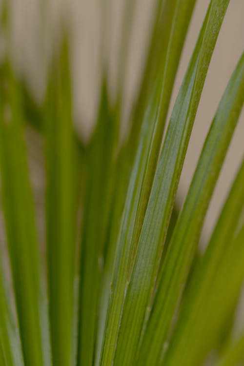 Grama Verde Em Fotografia De Close Up