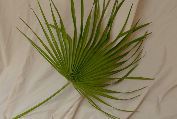 Green Plant On White Textile