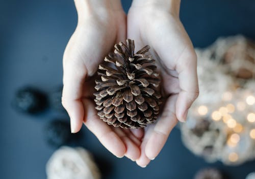 Crop person showing pine cone in hands