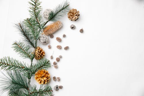 Top view of coniferous tree branch placed on white table with cones of various shapes and sizes