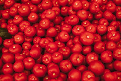 Close-Up Shot of Red Tomatoes