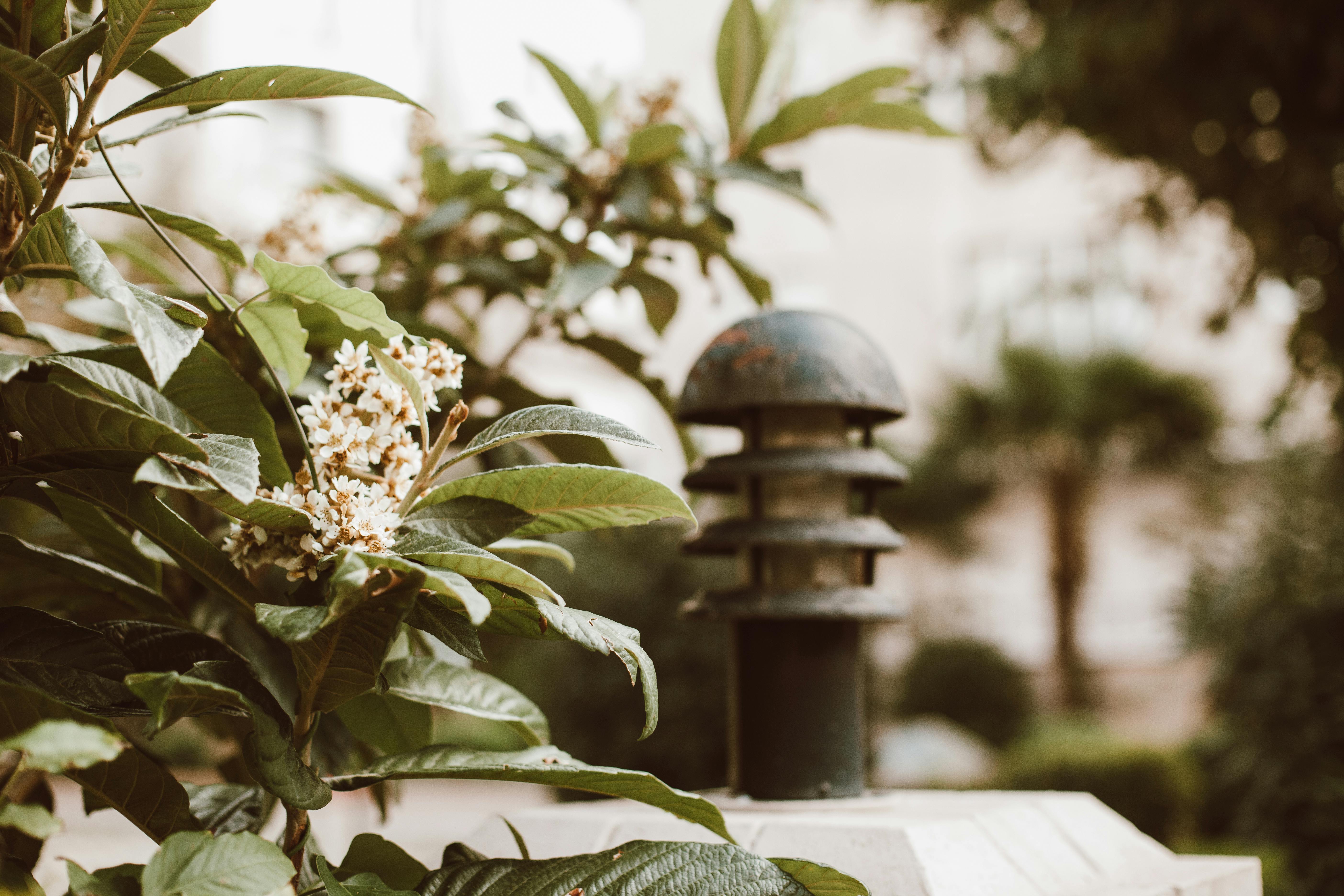 Quels sont les bienfaits des fleurs de Bach 