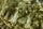 parsley
