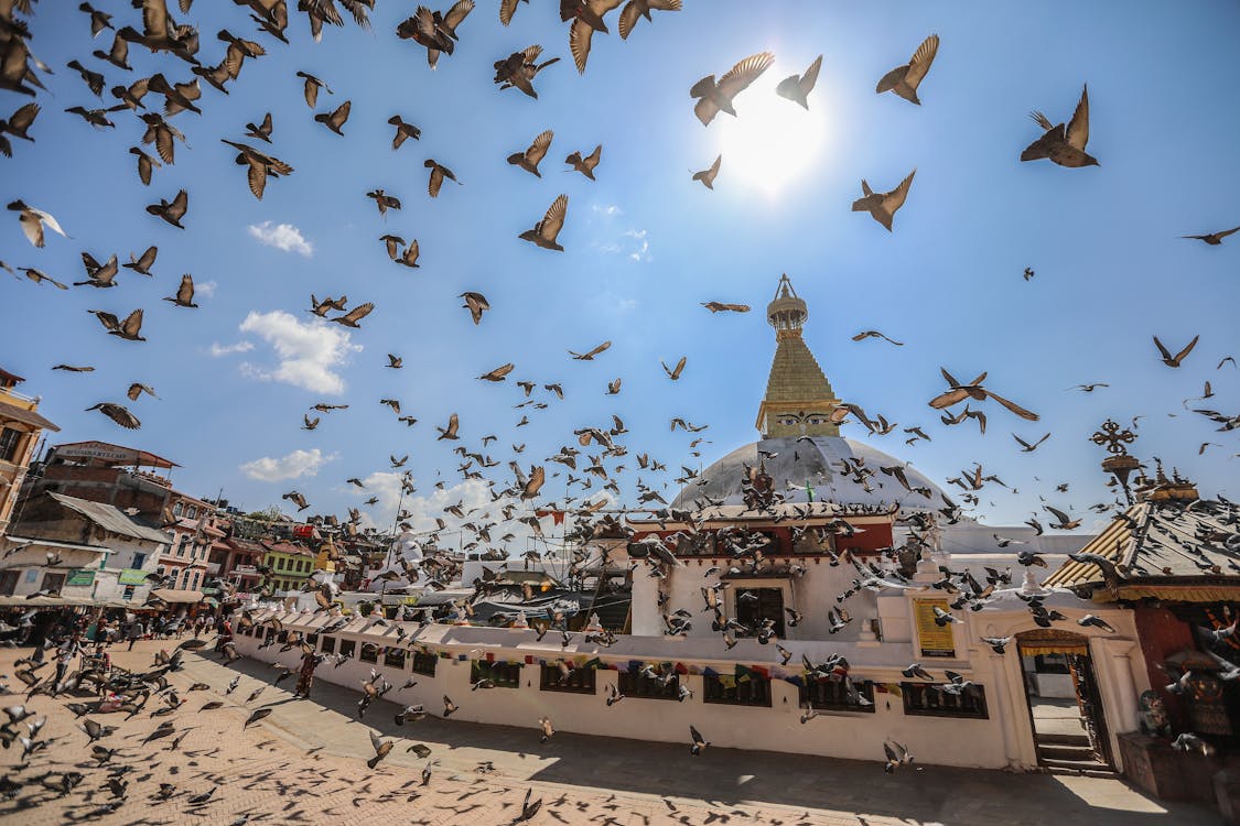 
Flying Birds at the Boudhanath Stupa in Kathmandu