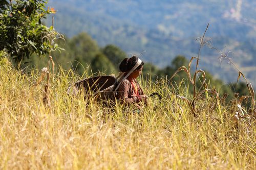 Free Woman farming in Bagmati, Nepal, captures rural tradition among golden fields. Stock Photo