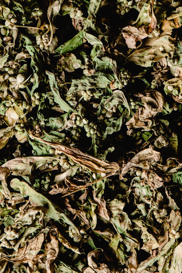 Close-Up Photo Of Dried Spinach Leaves With Seeds