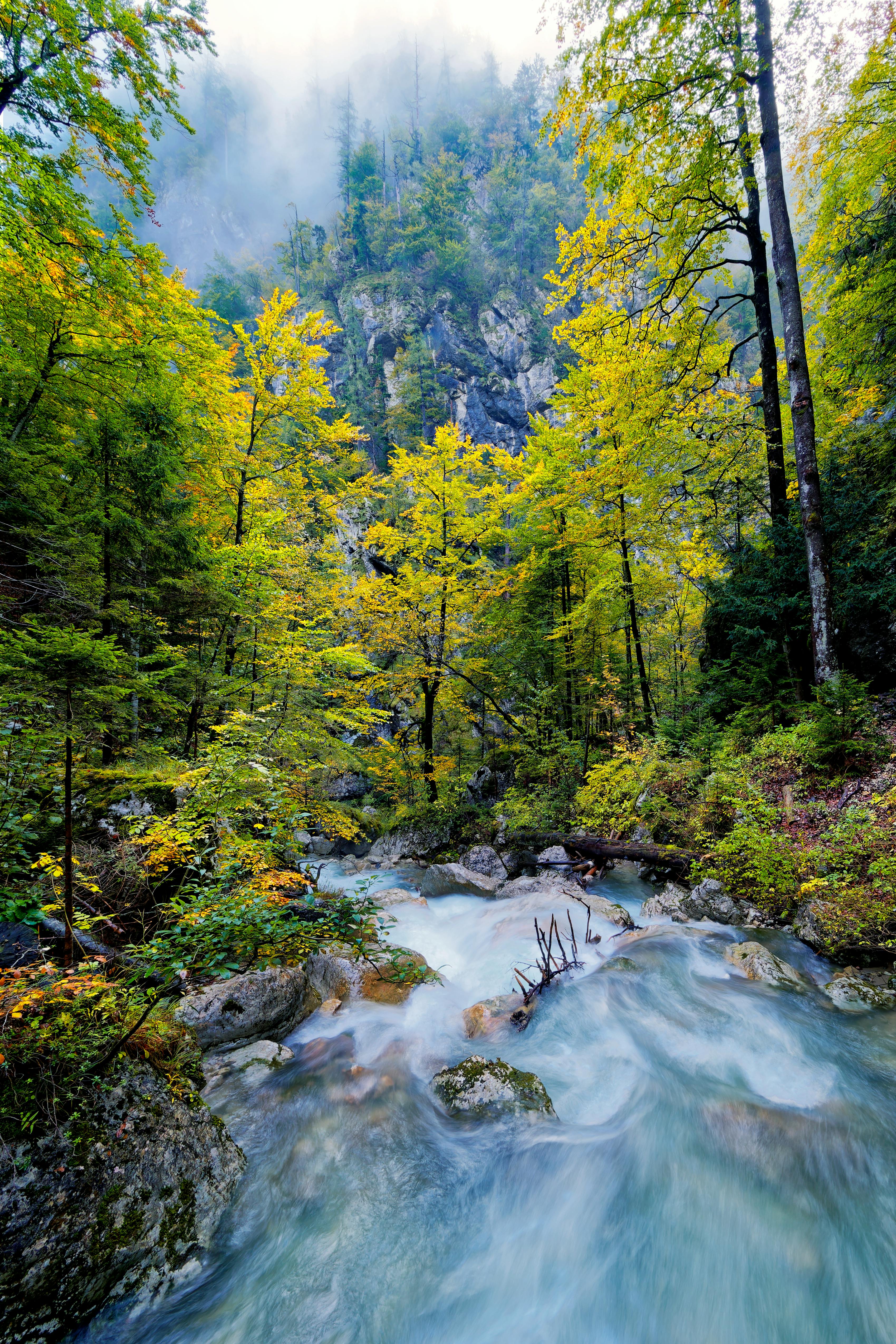 River Water in Forest, Rocky River Side Stock Photo - Image of grass,  scenery: 165302448