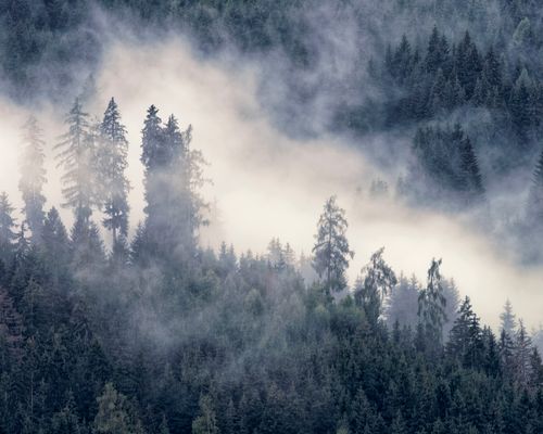 Free Explore the serene beauty of a misty forest in Austria, enveloped in thick fog. Stock Photo