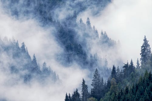 Foto d'estoc gratuïta de amb boira, arbres, bosc