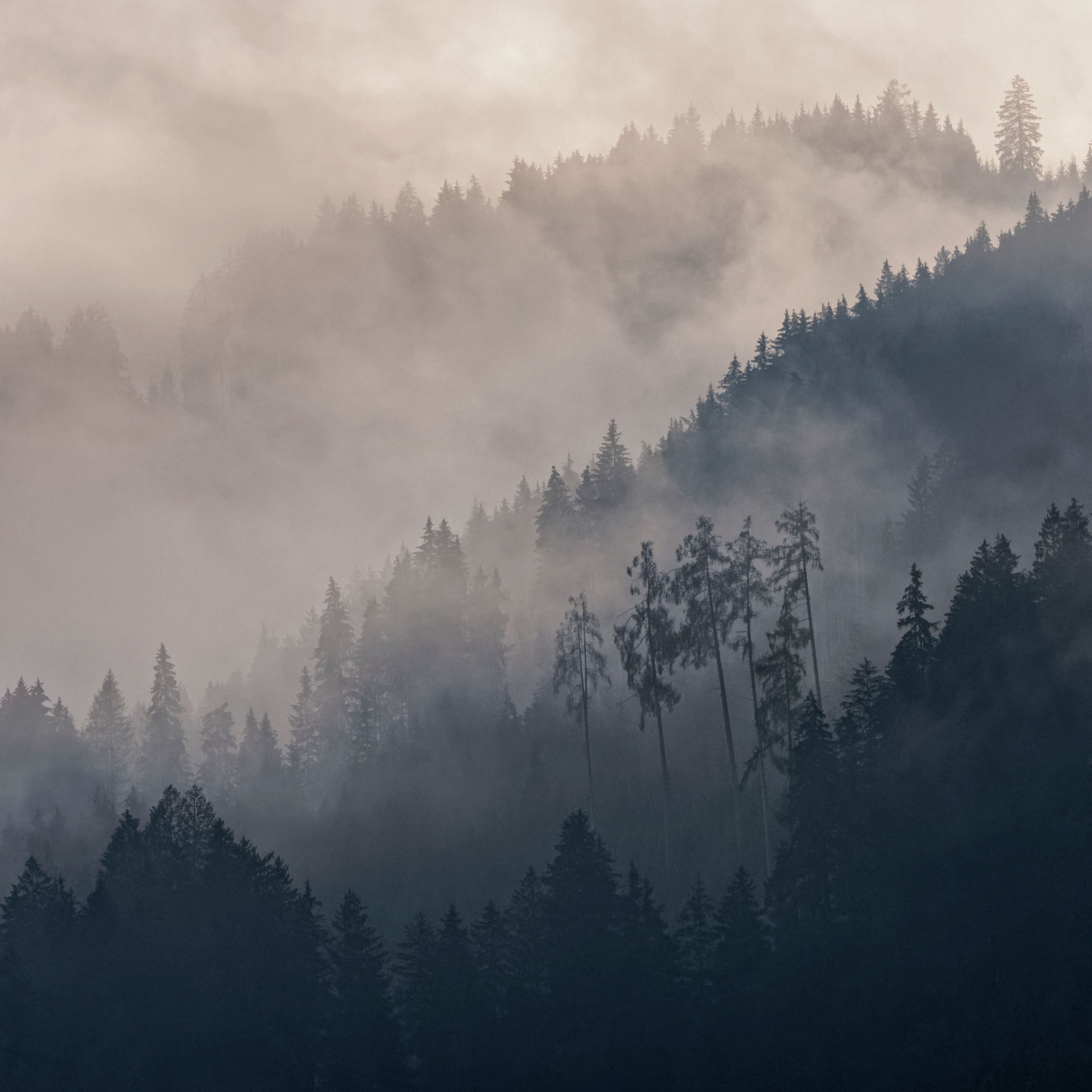Misty forest landscape at dawn, photo by Carsten Ruthemann on Pexels