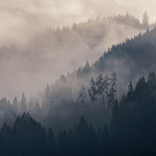 бесплатная Бесплатное стоковое фото с деревья, лес, окружающая среда Стоковое фото