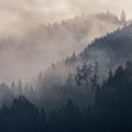Fog rolling through a pine valley — photo by Carsten Ruthemann on Pexels