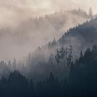 Hollow Season album art — misty forest by Carsten Ruthemann on Pexels