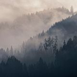 Misty forest in soft light — photo by Carsten Ruthemann on Pexels