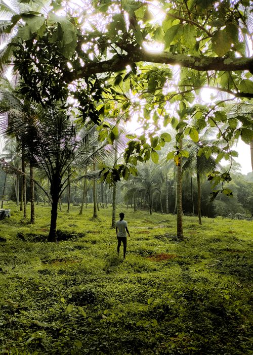 Free A person stands in a vibrant green forest, surrounded by dense foliage. Stock Photo