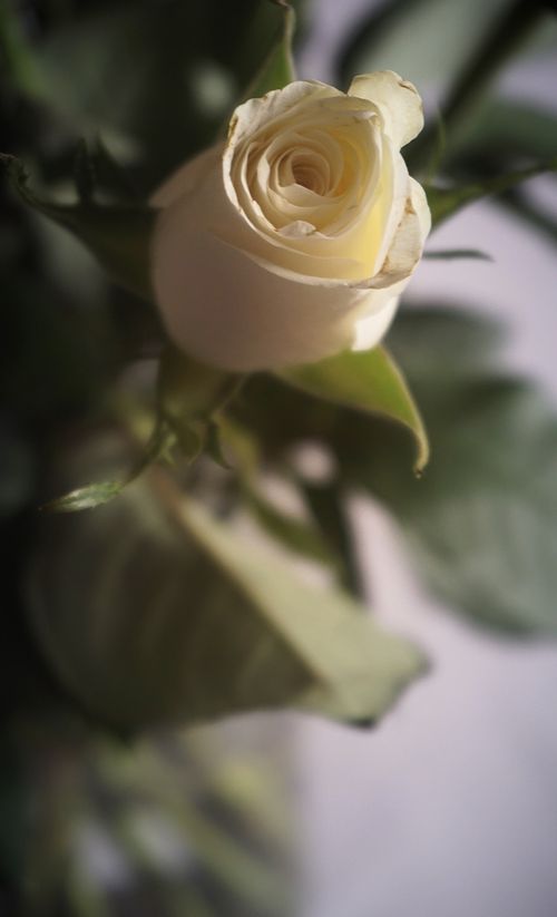 Free A close-up image of a delicate white rose blooming with a soft blurred background, highlighting its intricate petals. Stock Photo