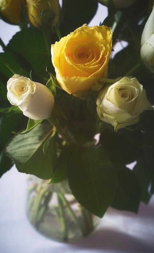 Close-Up Shot of Roses in a Vase