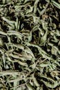 A Pile of Dried Green Leaves