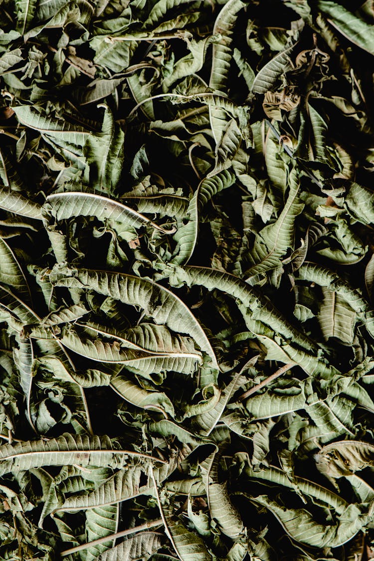 A Pile Of Dried Green Leaves