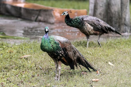 Pavos with ornamental plumage and pointed beaks on meadow in zoological garden in daylight