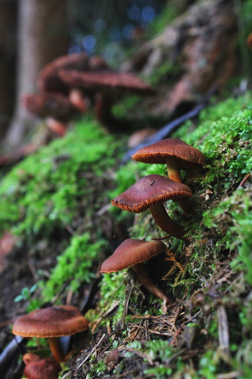 Close-Up Photograph of Brown Mushrooms