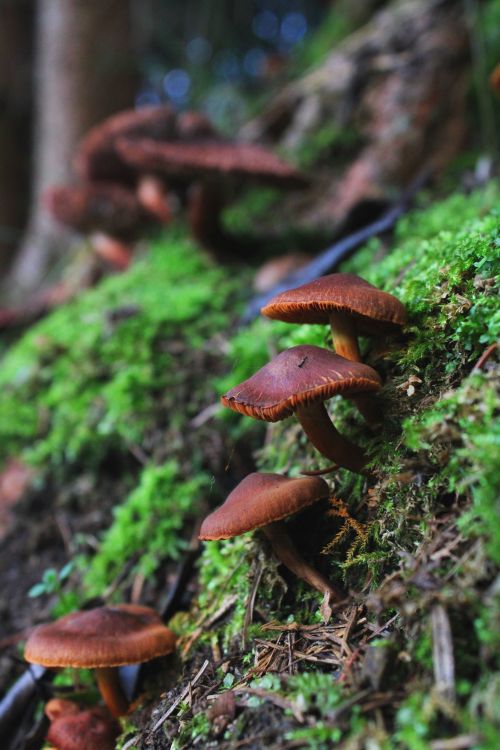 Free Macro shot of brown mushrooms growing amidst lush green moss in a forest setting. Stock Photo