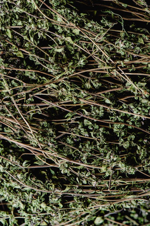 Close-Up Photograph of Dried Thyme