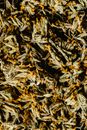 Close-Up Photograph of Dried Cowslip Flowers
