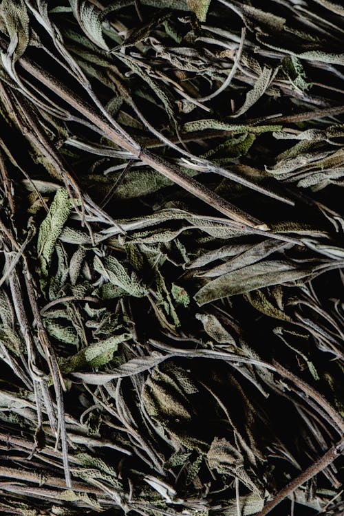 Close-Up Photo of Dried Sage