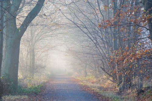 Free stock photo of golden sun, mist Stock Photo