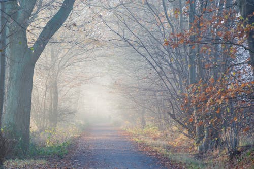 Free stock photo of golden sun, mist