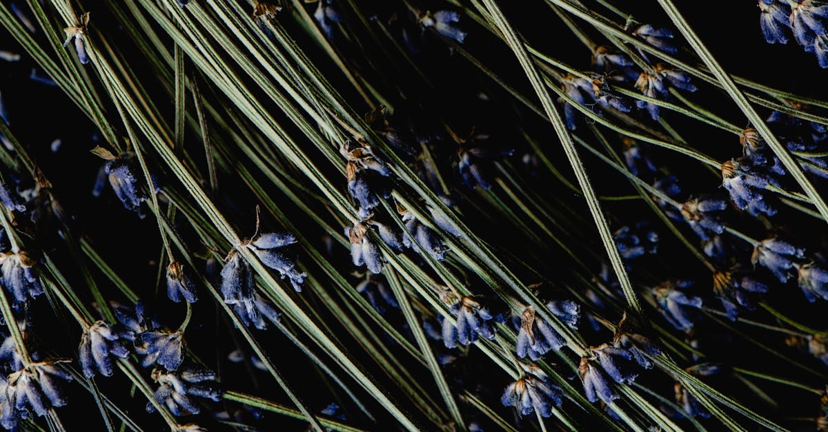 How to harvest lavender for syrup