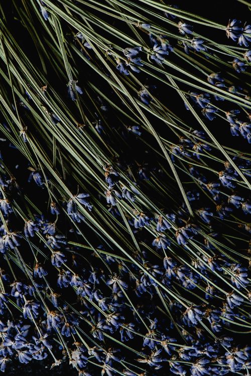 Free A captivating close-up of dried lavender stems and flowers, set against a dark background. Stock Photo